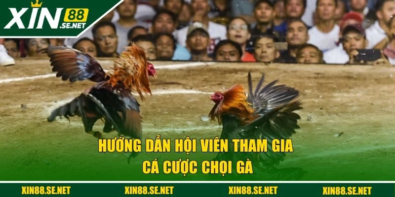 Hướng dẫn hội viên tham gia cá cược chọi gà