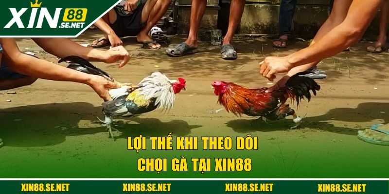 Lợi thế khi theo dõi chọi gà tại Xin88